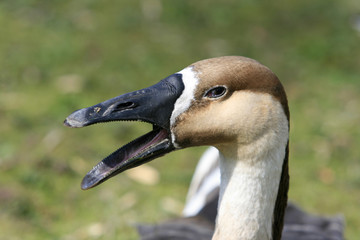 Empörte Gans - Disgusted goose