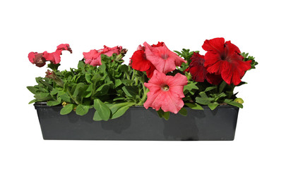 barquette de pétunia