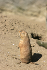 Präriehund - Prairie dog