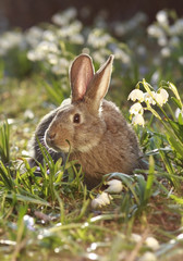 brown hare