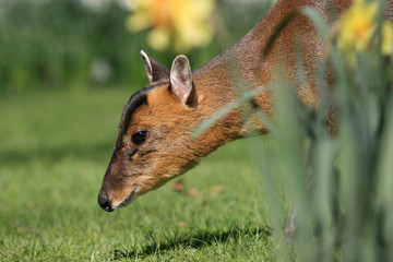 Chinesischer Muntjak - Chinese Reeve's Muntjac