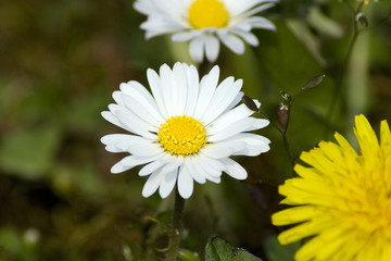 Obraz premium Gänseblümchen