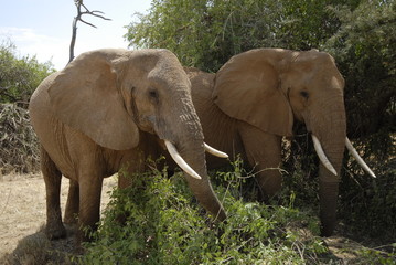 Fototapety  Słoń afrykański (Loxodonta africana) w parku Samburu
