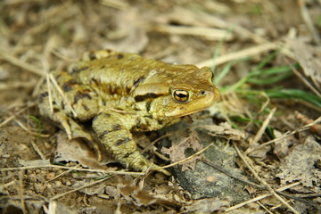 Detail of green toad