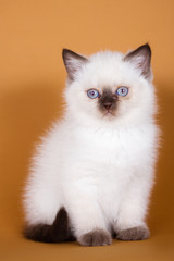 British kitten on colour background