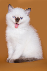 Obraz premium British kitten on colour background