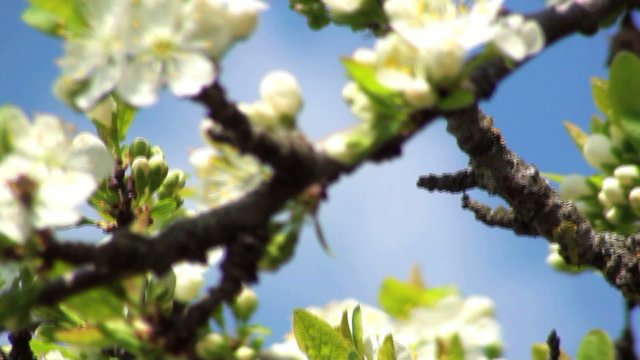 zwetschgenbaum im fr&uuml;hling