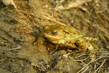 Toad in the spring