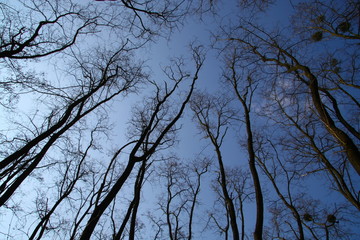 Top of trees in the winter