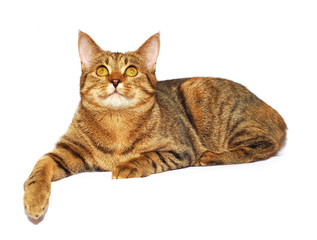 Cat on the white background