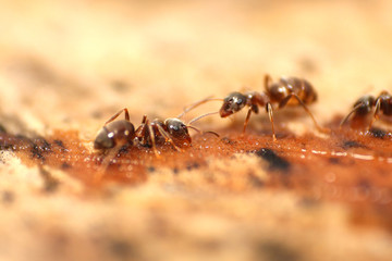 Ameisen