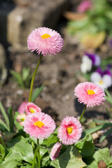 Obraz premium Bellis perennis