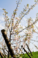 Frühlingshimmel im Garten