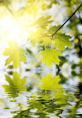 Fototapeta na wymiar Green leaves reflected in rendered water
