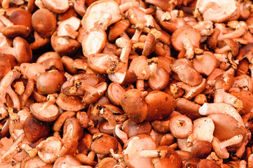 mushrooms in the market