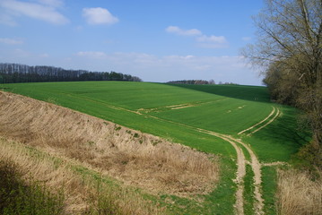 Landscape with fields in spring