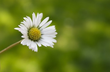 Fototapeta premium Paquerette