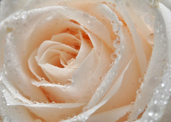 close up di rosa bianca