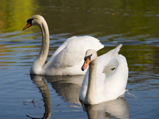 swan