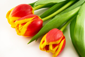 tulips on a white background