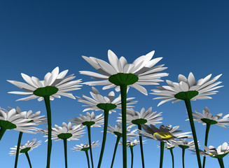 margaritas2 © santi_