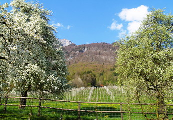 coteaux de walenstadt