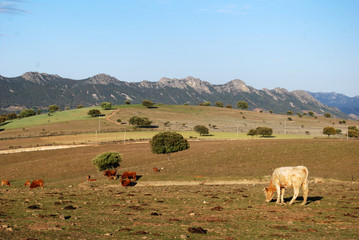 Campo de Vacas
