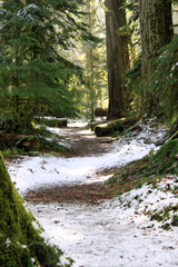 Cathedral Grove