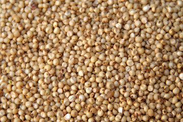 Small yellowish tropical cereal grass of the genus sorghum