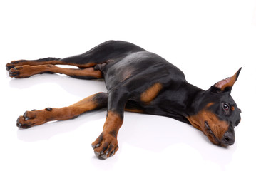 black and brown doberman on white background