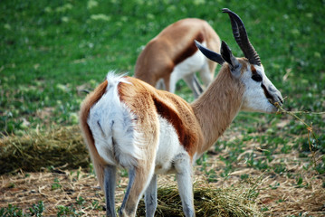 Impala au repas