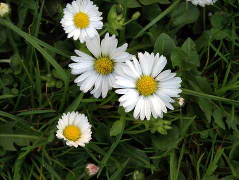 G&auml;nsebl&uuml;mchen &ndash; Bl&uuml;tenpflanze