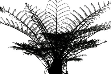 palmes de fougère arborescente