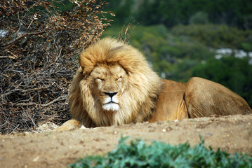 Le lion qui dort