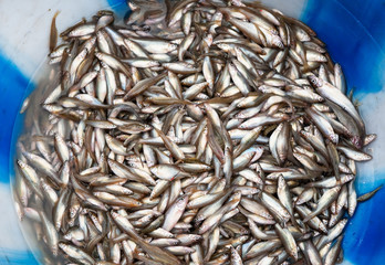 fresh fish at a fish market
