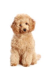 Apricot poodle puppy, isolated on white background