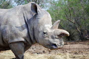 Obraz premium Un rhinocéros blanc