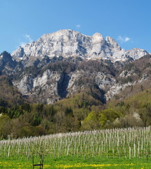 vignoble alpin