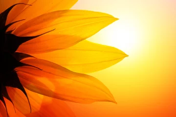 Rucksack Sonnenblume bei Sonnenuntergang, Nahaufnahme. © logoboom