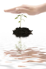 plant