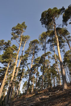 for&ecirc;t