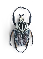 Goliathus orientalis