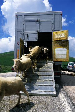 trasporto di ovini