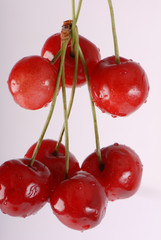 wiśnie, cherries