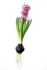 Hyacinthus orientalis
