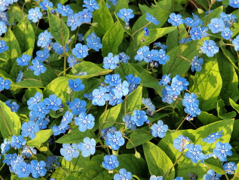 Blume &ndash; Gamander-Ehrenpreis