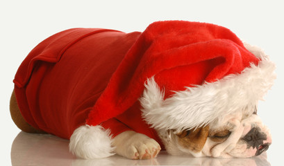 english bulldog dressed up in red santa suit