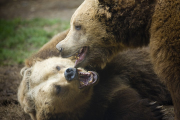 Fototapeta premium Orsi Bruni