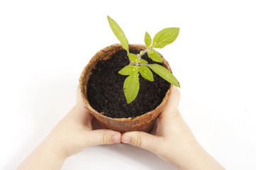young child holding a potted tomato plant