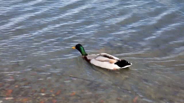 nage de canard